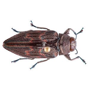 ACTENODES CALCARATUS